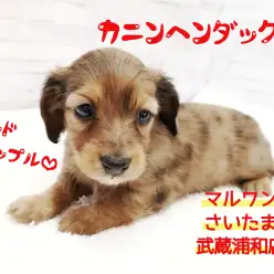 【 カニンヘンダックス 】超レアカラーのマーブル模様！埼玉のビューティーわんこ！