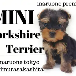 【 ヨークシャーテリア 】小さなボディに大きな愛情！その姿はジュエリーの輝き！