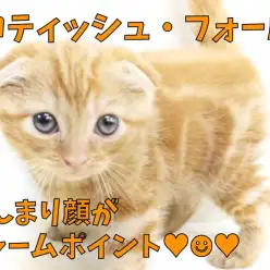 【 スコティッシュフォールド 】にんまり顔に釣られて笑顔！Wフォールドの垂れ耳！