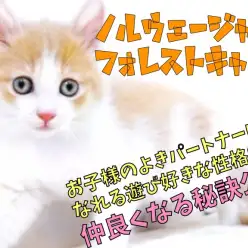 【 ノルウエージャン 】お子様のよきパートナーになる性格！仲良くなる秘訣公開！