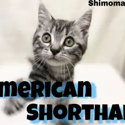 【 アメリカンショートヘア 】根強い人気のイケメンにゃんこ参上！