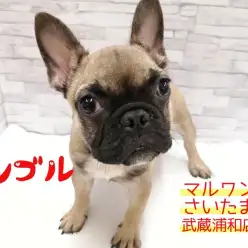 【フレンチブルドッグ 子犬】性格良好！フォーンカラーの女の子！