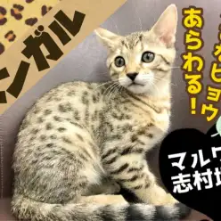 【 ベンガル 】志村坂下店に小さなヒョウが降臨！その姿はワイルド＆ビューティー！