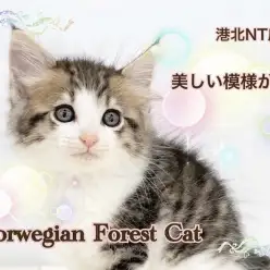 【 ノルウェージャンフォレストキャット 】美しいサバ模様が自慢のにゃんこ登場！