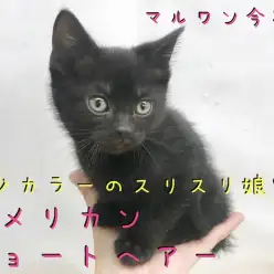 【 アメリカンショートヘア 】リアルジジ！真っ黒レアニャンコが今宿店に電撃入店！