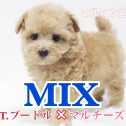 【 MIX 】トイ・プードル×マルチーズの小さめサイズ！必見のドワーフ体型！