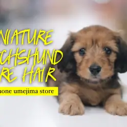 【 ワイヤーダックスフント 】ワイヤーヘアードの子犬紹介と生活ポイント解説！