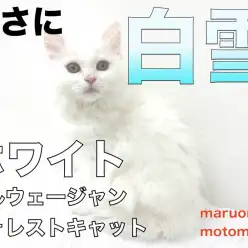 【 ホワイトノルウェージャン 】神秘的なノルウェーの森に白雪が舞い降りた！