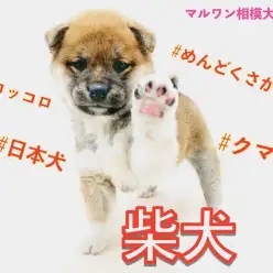 【 柴犬 】丸いシルエットのクマ系フェイス！遊び方は人間らしさが出ている！？