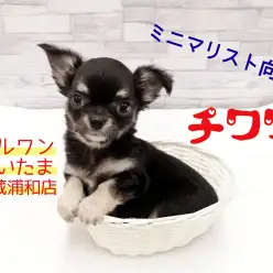 【 チワワ 】可愛いブラックタン！ミニマリスト向けのわんこライフをご紹介！
