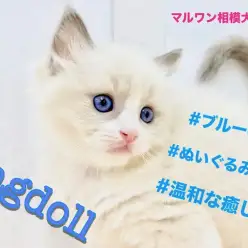 【 ラグドール 】人気急上昇中！ブルーアイを持つラグドール！癒しを求める方必見！