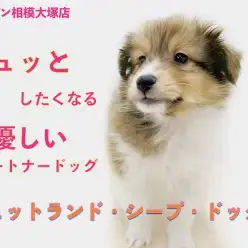 【 シェットランドシープドッグ 】にこやかな表情を見せてくれる優しいシェルティー