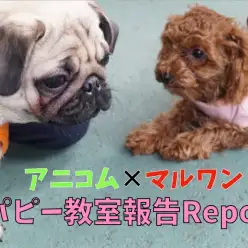 【 子犬の勉強 】アニコム協力パピー教室!抱っこ・おすわり・おいでの学習!