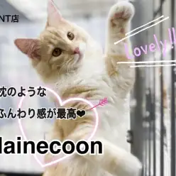 【 メインクーン 】BIGな美猫に成長中♡メインクーン第二弾ブログ