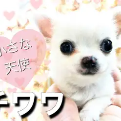 【 チワワ 】心ときめく魅惑の小さめチワワちゃん!