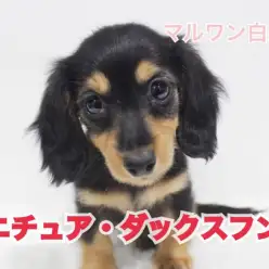 【 ミニチュアダックスフンド 】永遠のパピーフェイス！ブラックタンの女の子登場！