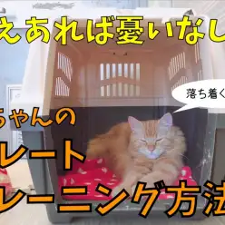 【 猫トレーニング 】クレートトレーニングしておけば備えあれば憂いなし！！