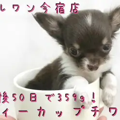 【 チワワ 】生後50日で359g！スウィートカラーのティーカップチワワ！