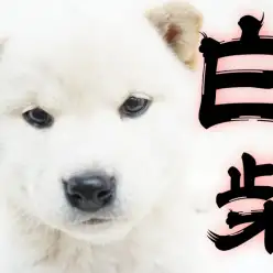 【 白柴 】散歩が楽しくなる！たぬき顔柴ちゃんの桃尻は飼い主様だけの絶景！