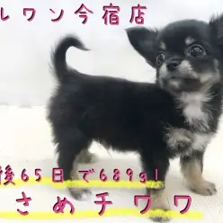 【 チワワ 】目力バツグンのおっとりBOY！お迎え時の3つのポイントもご紹介！