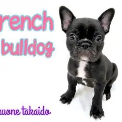 【 フレンチブルドッグ 】ブリンドルの女の子登場！3つ魅力をご紹介！