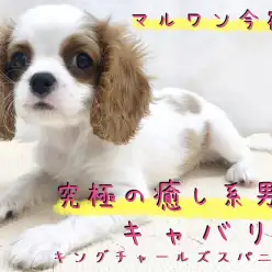 【 キャバリア 】飼いやすさNO1！癒し系男子キャバリアとの生活ポイント大公開！