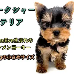 【 ヨークシャーテリア 】545gの小さめサイズ！聖夜に生まれた手乗りヨーキー♪
