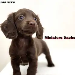 【 ミニチュアダックスフント 】魅惑のチョコレートカラーで甘いひとときを！
