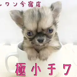 【 極小チワワ 】ドワーフ系でマズル短め！留守番OKの女の子！