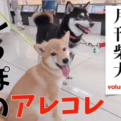 【 月刊柴犬 】大倉山店柴犬マニアが柴犬のしっぽを深堀り！