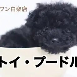 【 トイプードル 】生後50日で525gの小さめプードル登場！
