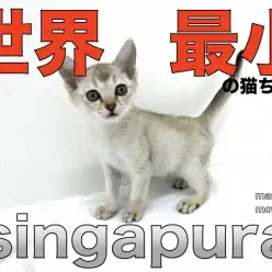 【 シンガプーラ 】世界最小の小さな妖精！活動的な性格が最大の魅力！！