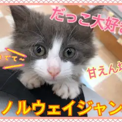 【 ノルウェージャンフォレストキャット 】『撫でて～』とおねだりする甘えん坊猫