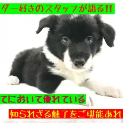 【 ボーダーコリー 】頭脳明晰！ボーダー子犬登場！その潜在能力に迫る！