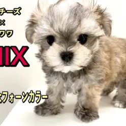 【 MIX 】希少なフォーンカラー！マルチーズ×チワワのマルチワワ！