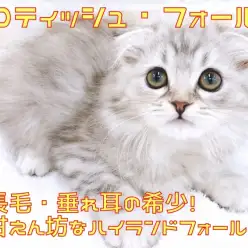 【 スコティッシュフォールド 】長毛・垂れ耳!甘えん坊なハイランドフォールド!