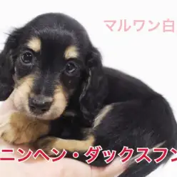 【 カニンヘンダックス 】生後83日で体重900g！抱っこの基礎もご紹介！