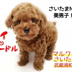 【 トイ・プードル 】タイニーサイズ！さいたまイチ可愛いプードル子犬！