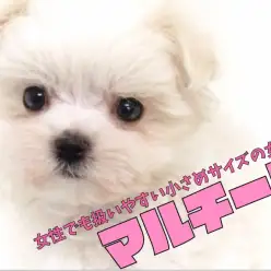 【 マルチーズ・ドワーフ系 】女性でも扱いやすい小さめサイズの女の子！