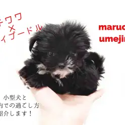 【 MIX・チワプー 】黒と白のコントラスト！小型犬と室内での過ごし方をご紹介！