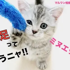 【 ミヌエット 】短足、猫パンチの威力はゼロ!?表情豊かなコミカルニャンコ！