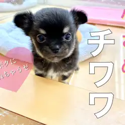 【 チワワ・ロングコート 】フレンドリーなスモールベイビー♪