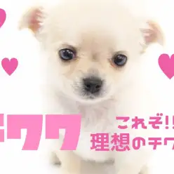 【 チワワ 】アップルヘッド・マズル短め・クリームチワワがやってきた！