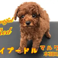 【 トイプードル 】濃いめレッドのベイビープードルがやって来た！！