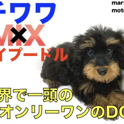 【 MIX 】愛嬌抜群チワプーちゃん！容姿も被毛も全てがオンリーワン！