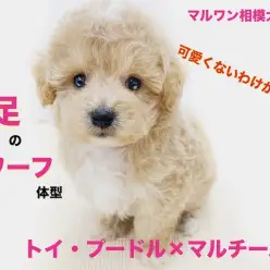 【 MIX 】両親はトイプードル＆マルチーズ！アイドル級ルックスのマルプー登場！