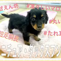 【 ミニチュアダックスフント 】城山店No.1の甘えん坊ダックス