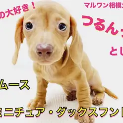 【 ミニチュアダックスフント 】スムースの魅力とは？ロングと一味違うポイント！