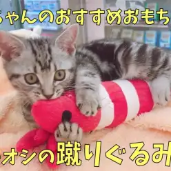 【 猫のおもちゃ 】運動不足やストレス解消に！イチオシおもちゃの蹴りぐるみ！