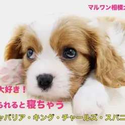 【 キャバリア 】想像を超えた甘え方を披露！撫でられると寝てしまう姿は必見！